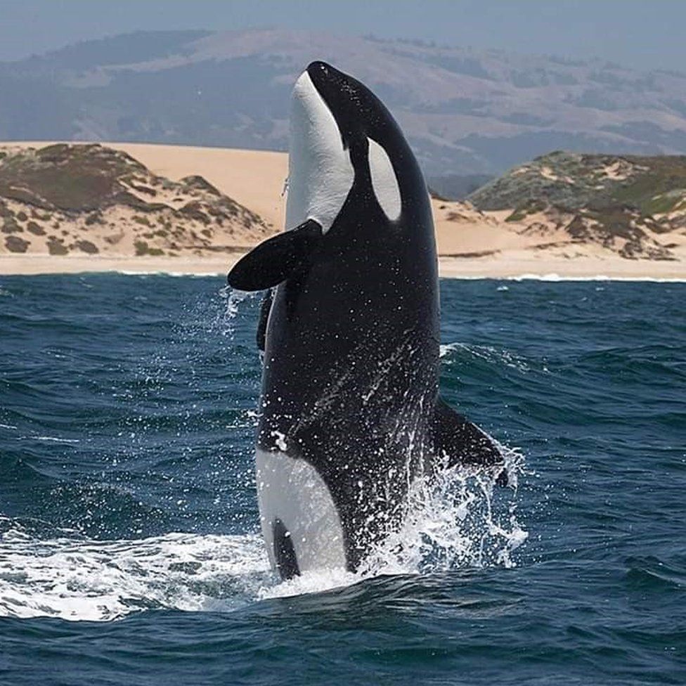 An Iberian orca breaching