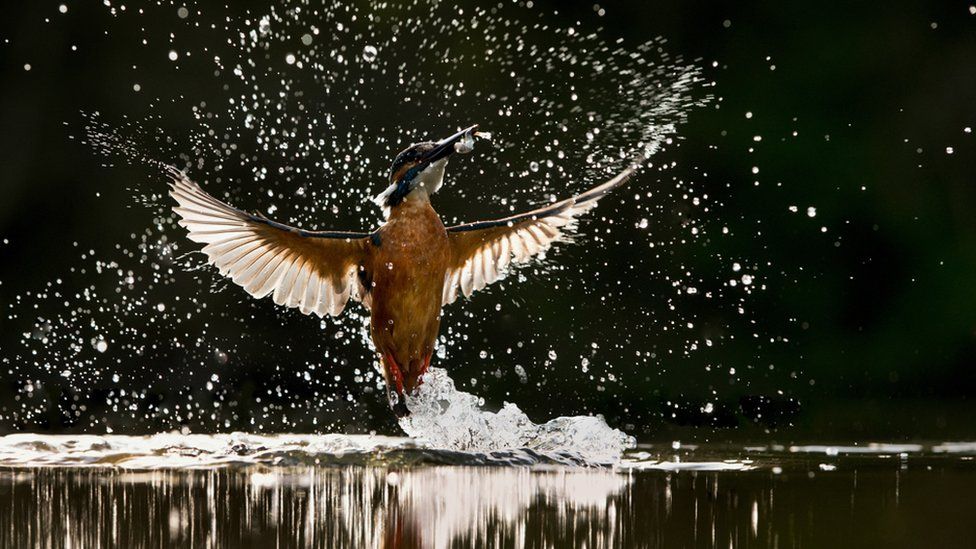 A kingfisher catching a fish