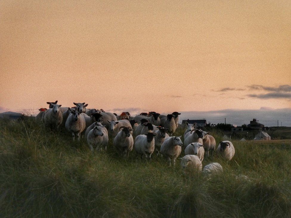 Sheep at sunset at Gress, Lewis.