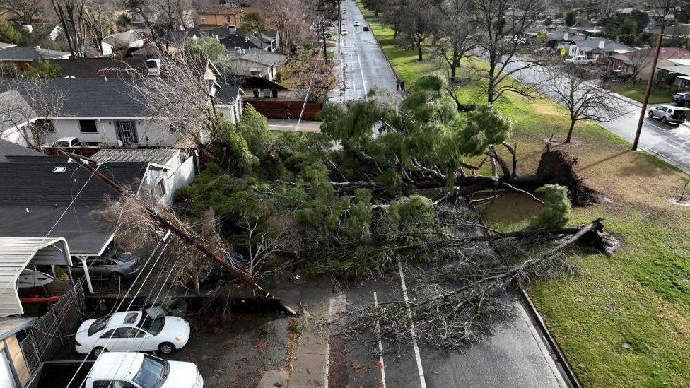 A photo of two big trees falling over a residential road near homes in Sacramento, California