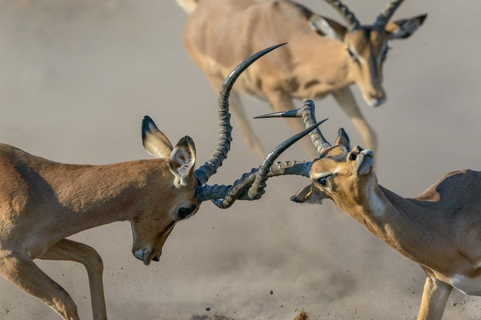 two impala locking antlers while another approaches in the background