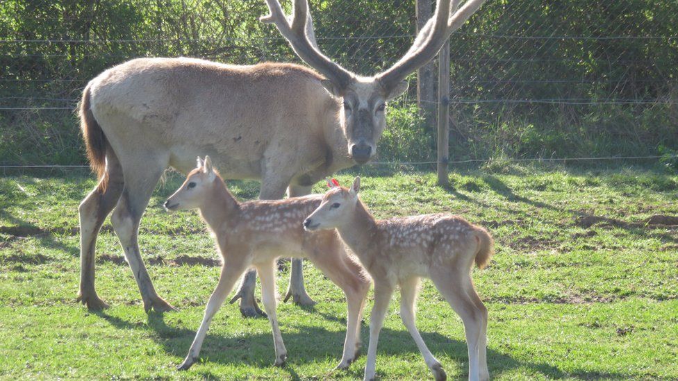 Pere David's deer at Whipsnade Zoo