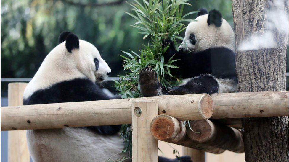 Two pandas eating bamboo