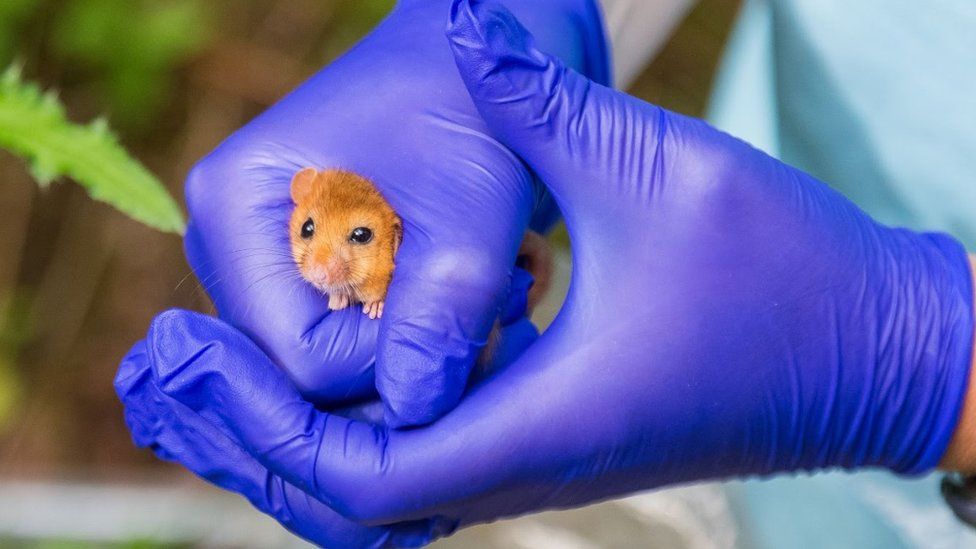 A hazel dormouse being held by hands wearing purple gloves