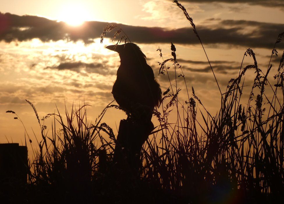 Bird at sunrise