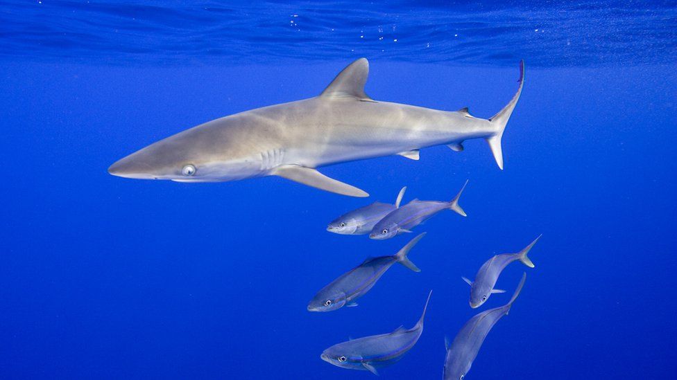 'Indiana Jones' shark gains protection at Cites meeting - BBC News