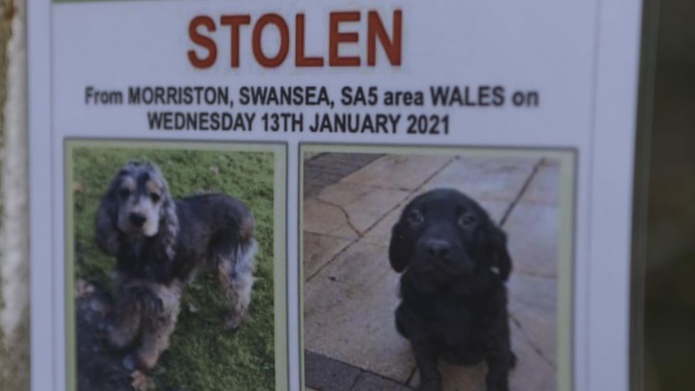 Stolen Dogs: Owner Turns Pet Detective After Spotting Pup - BBC News