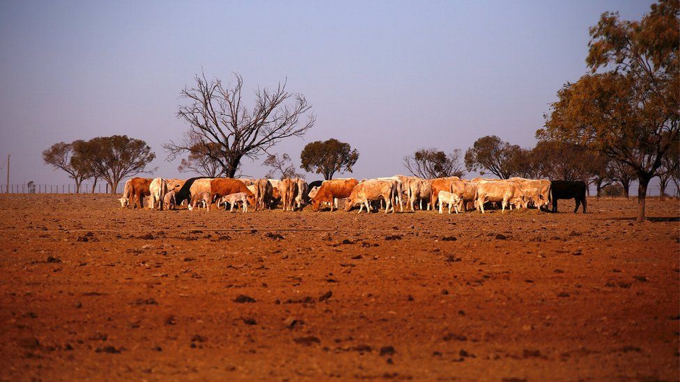 Cattle on a drought-affected property in New South Wales, 20 July 2018