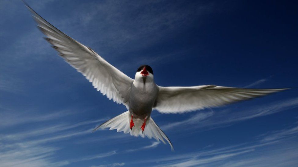 An Arctic tern in flight
