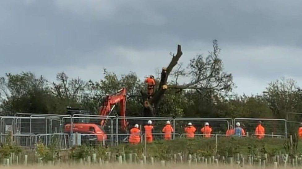 Workers cutting down a tree