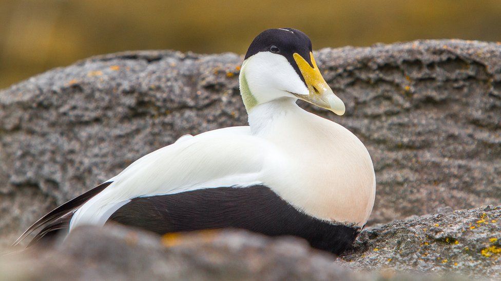 Stock image of an eider duck