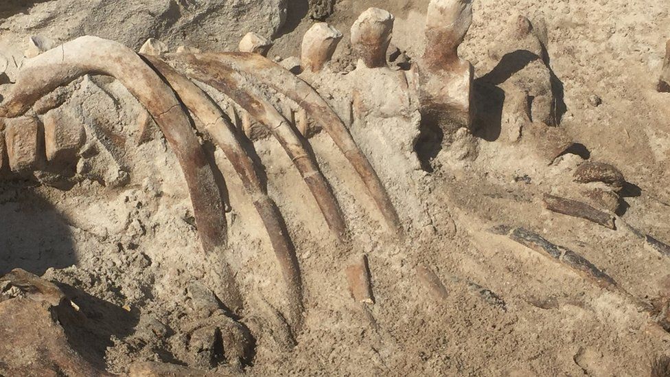 Archaeologists exploring the secrets of Sanday whales - BBC News