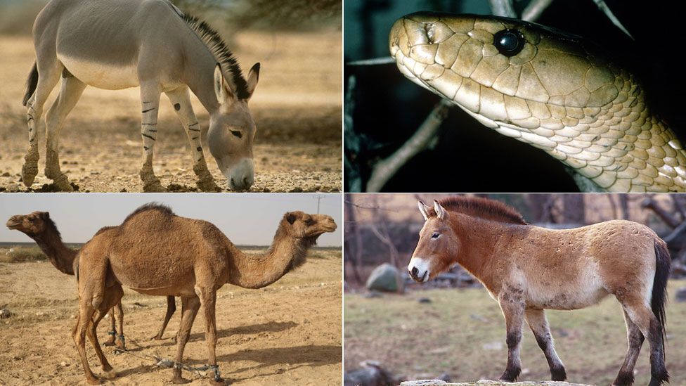 (Clockwise from top left: A wild ass, black mamba, Przewalski's Horse and camels)