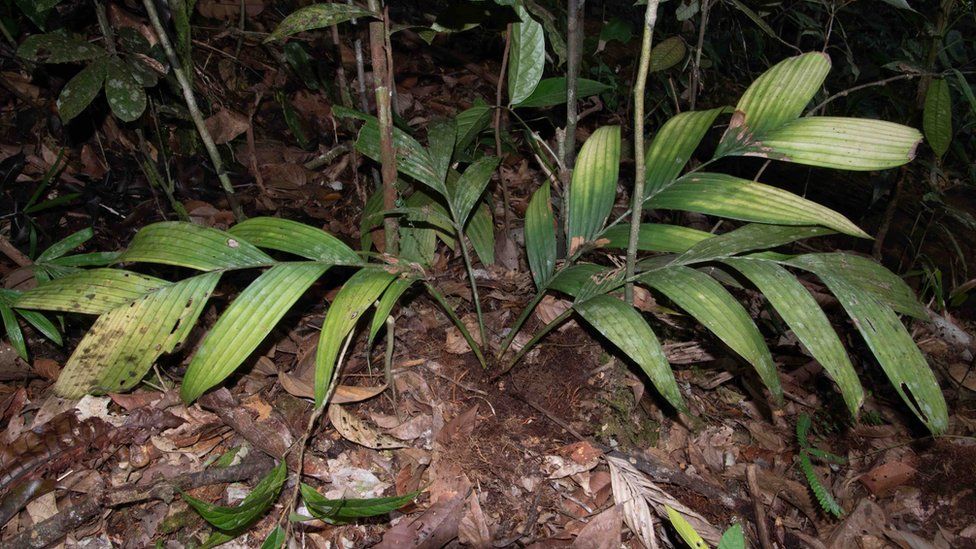 Underground palm, Pinanga subterranea
