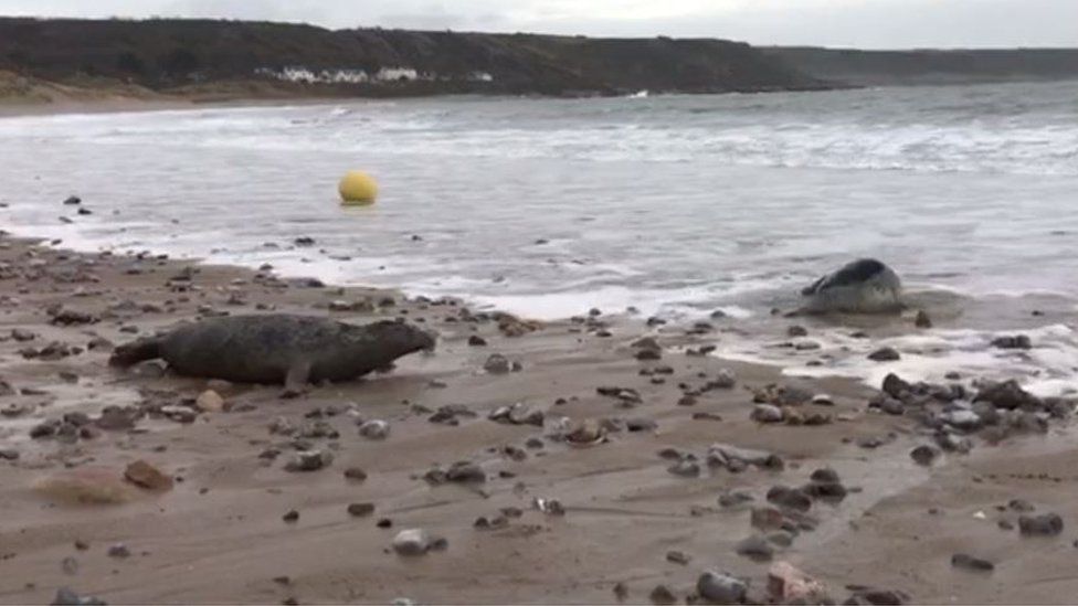 The seals were released back into waters at Port Eynon, Gower
