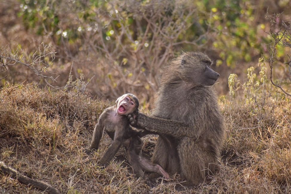 Comedy Wildlife Photography Awards 2023: Check out some of this year's ...