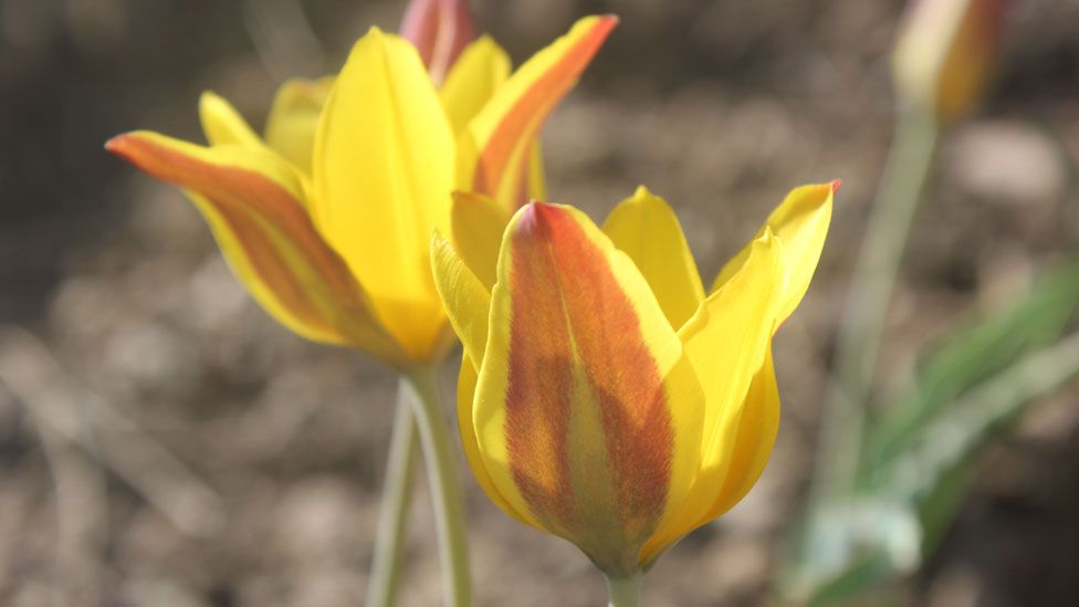 Tulipa toktogulica