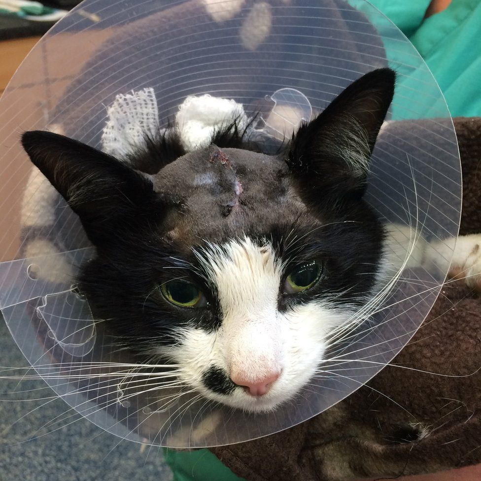 Birmingham cat shot in head with bow and arrow BBC News
