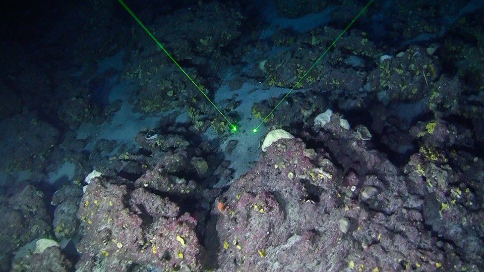Image shows coral reef discovered in the Amazon