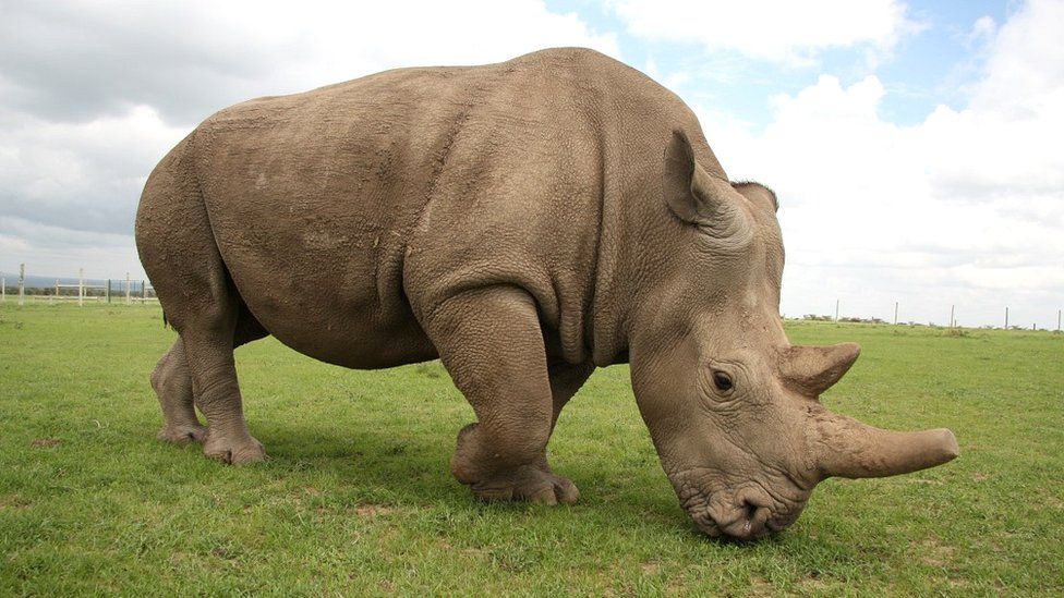 Fatu - northern white rhino female