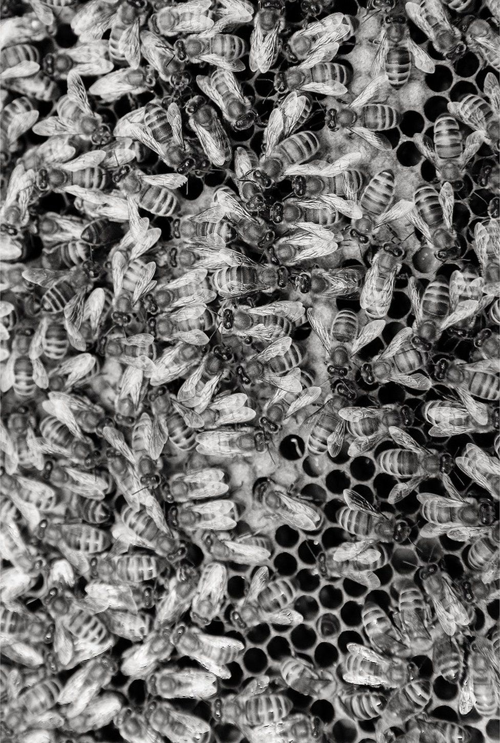 A close up photo of bees on honeycomb