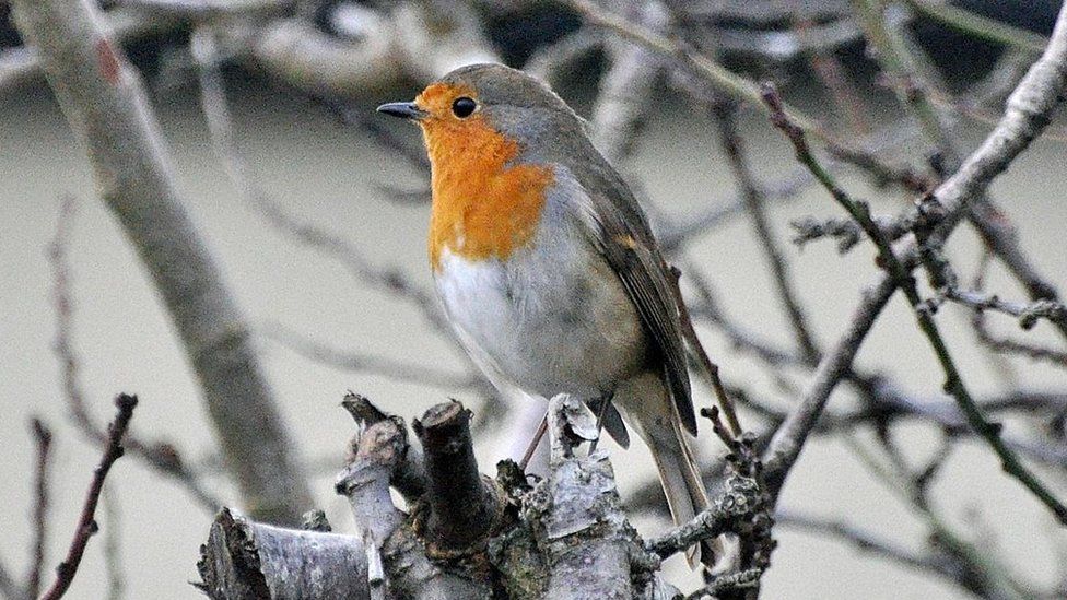 FRIDAY - A Robin sat on a frosty branch in Aldermaston