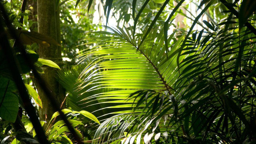 Plants in Kew Palm House