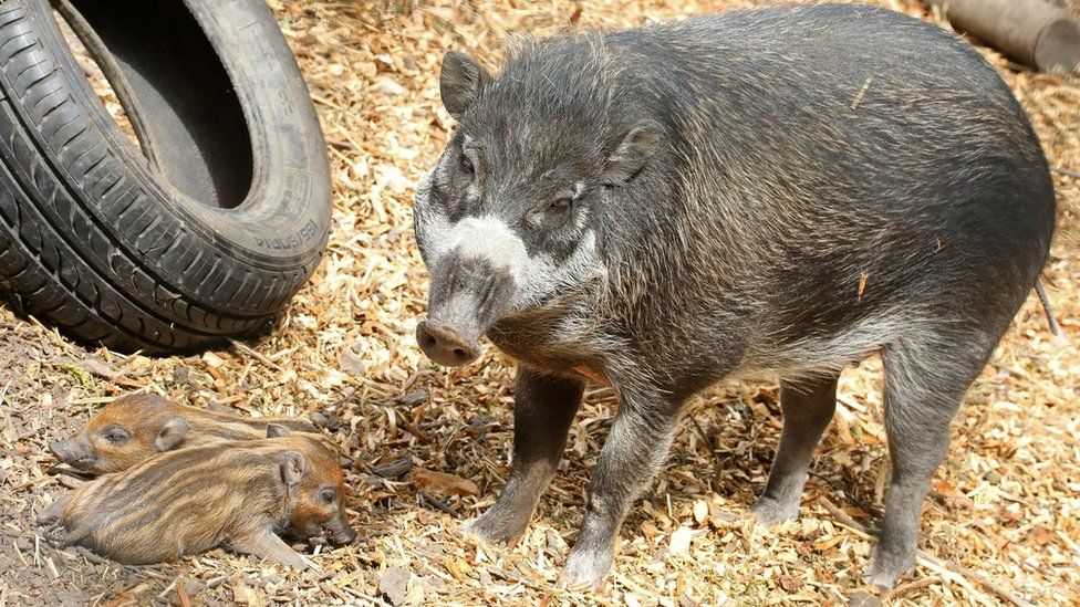Newquay Zoo celebrates rare Visayan warty piglets' birth - BBC News