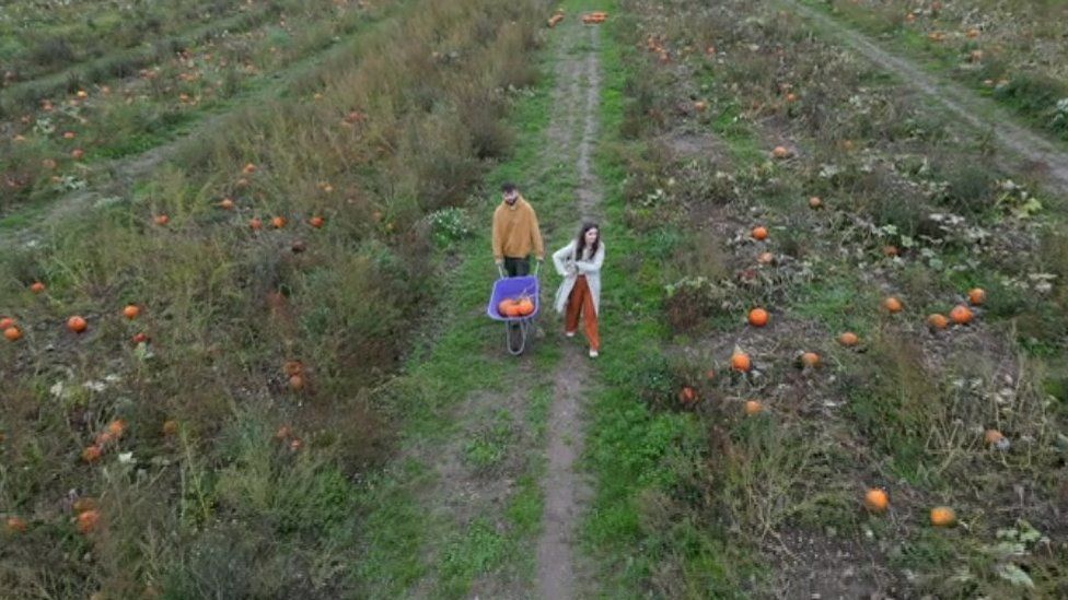 People picking pumpkins