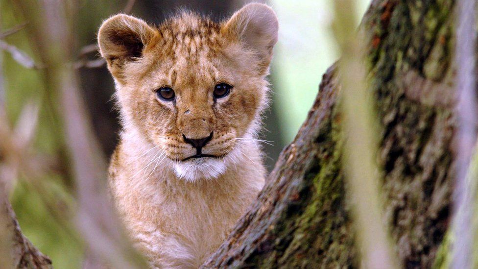 Lion cub (file photo)