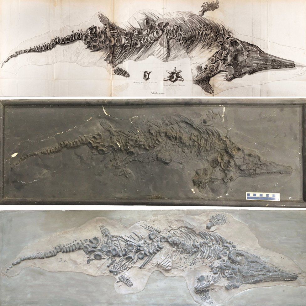 Drawing and casts of ichthyosaur