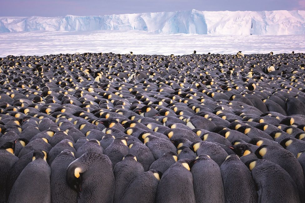 Группа сотен пингвинов