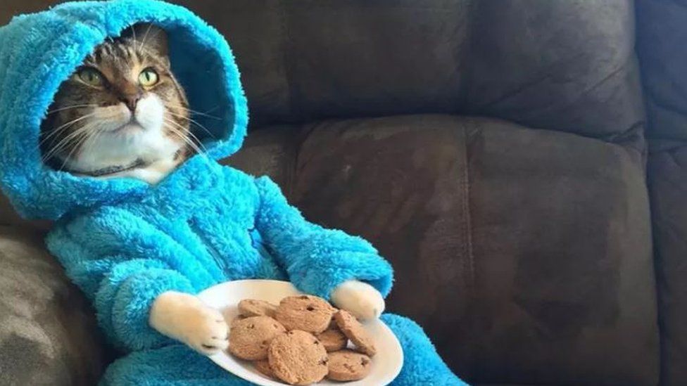 The image of the cat wearing a Cookie Monster outfit and appearing to hold a plate of biscuits