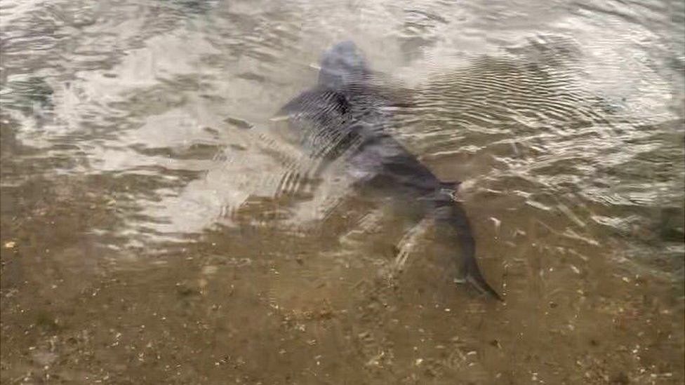 A smooth-hound shark spotted close to the shore of the River Stour in Manningtree, Essex