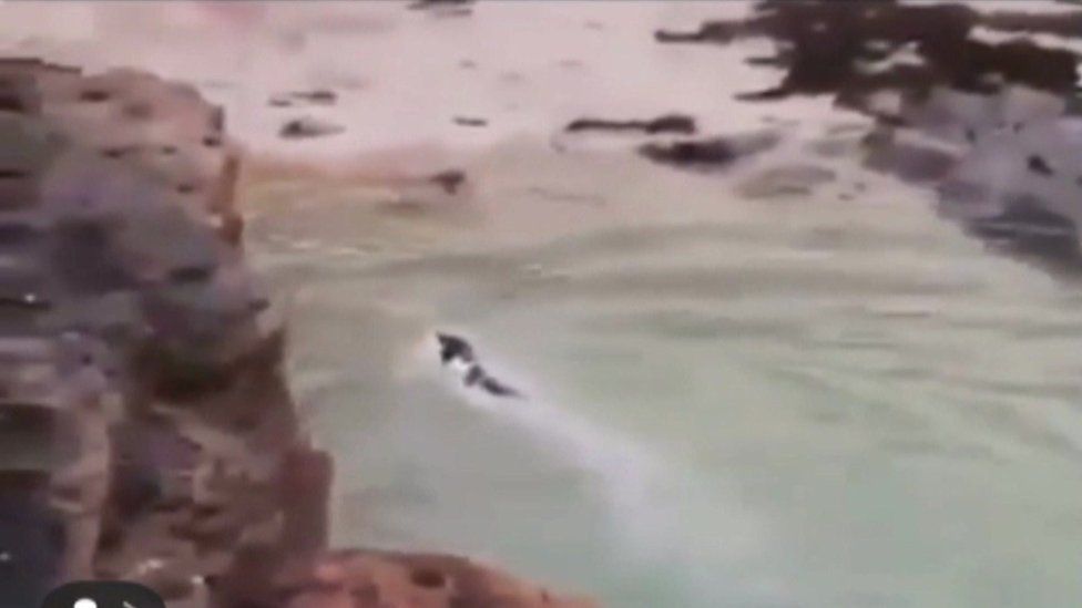 Teenager throws dog off cliff into sea in Falmouth BBC News