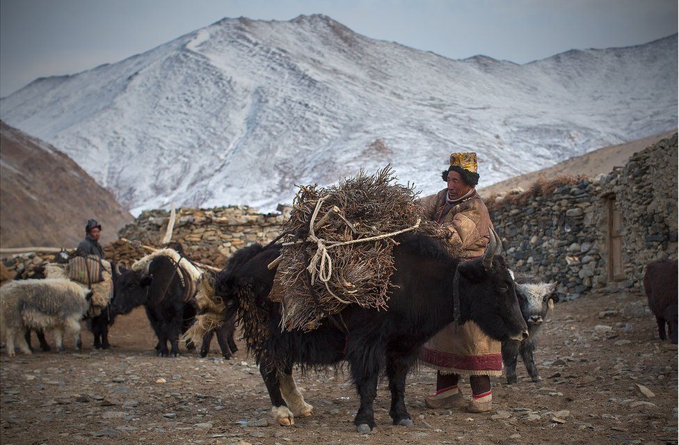 Two herders load up their yaks