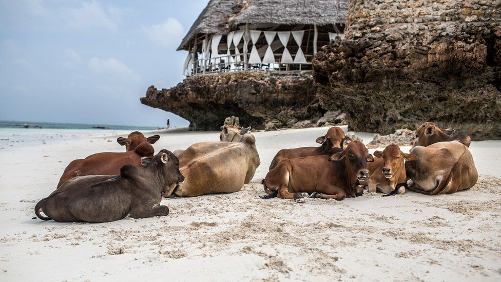 Cows on a beach in Zanzibar, Tanzania - Sunday 31 December 2017