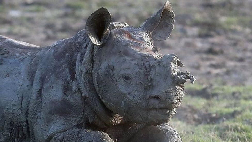 A baby rhino born December 2016 takes a mud bath at Port Lympne Reserve