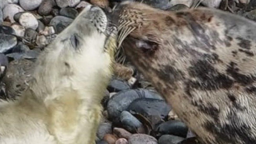 the seal and her pup