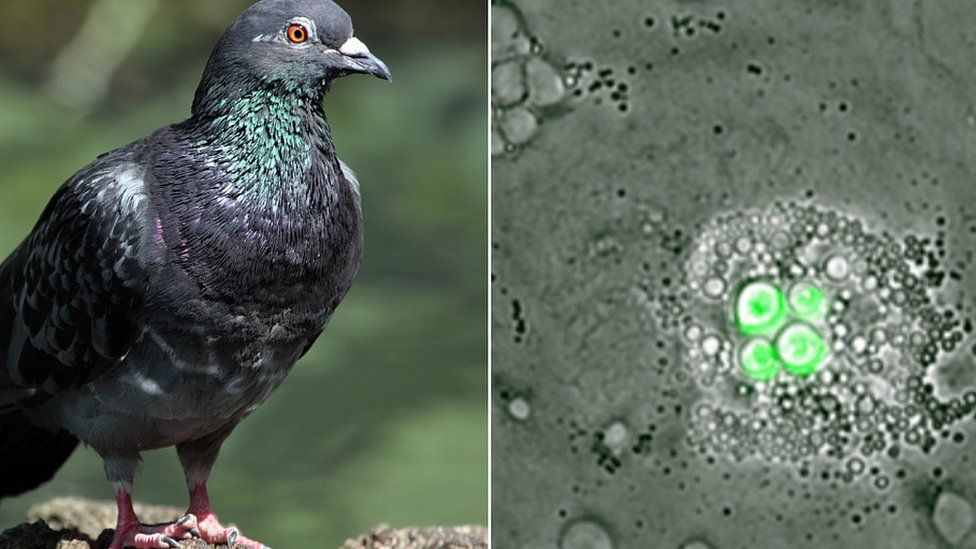 Pigeon and an infected marophages