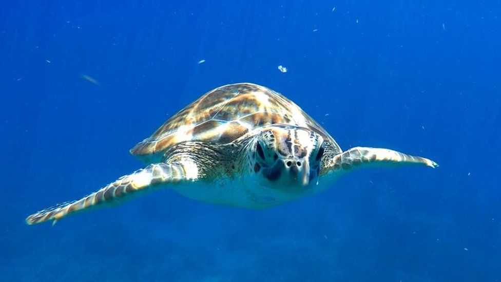 Green turtle photographed in the waters off Redonda