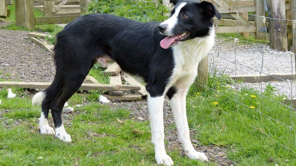 Sheep dog sells for £15,000 at auction in Skipton BBC News