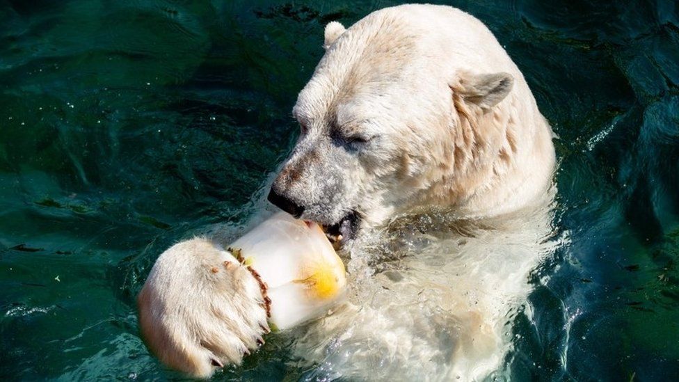 A polar bear cools down with frozen fruit at Hannover Zoo in Germany