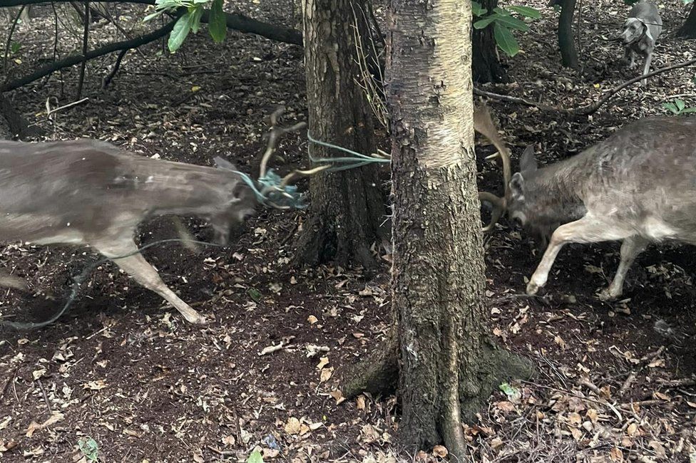 Two Fallow Bucks entangled in rope near Milton, Derbyshire