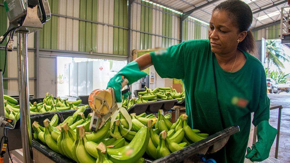 Guadeloupe banana plantation worker, 10 Apr 18