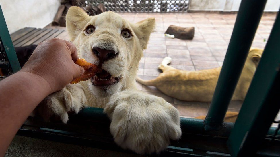 One of the kept lions is fed by hand through a whole in the fencing, 10 October 2018