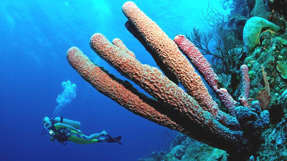 Scientists map Caribbean coral reefs to tackle climate change - BBC News