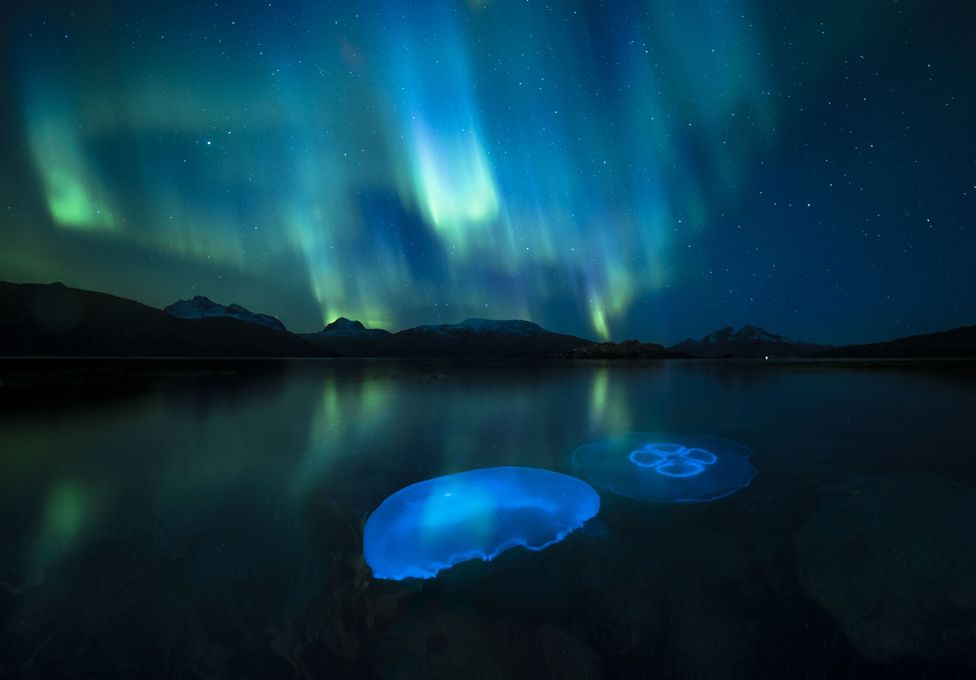 Moon jellyfish pictured in a fjord as the Aurora Borealis glow overhead