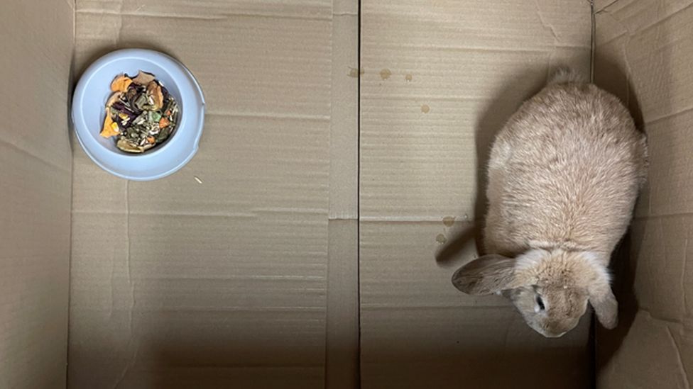 A pet rabbit in a cardboard box