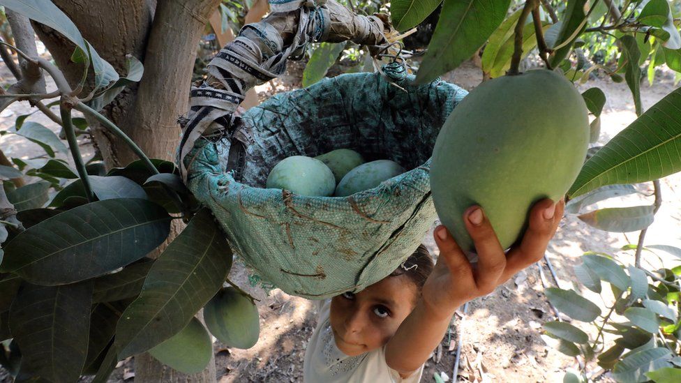 A girl picking a mango in al-Giza, Egypt - Monday 27 August 2018